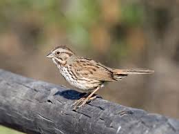 Image result for Melospiza melodia