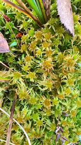 Attēlu rezultāti vaicājumam “Sphagnum angustifolium”