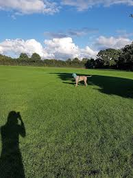 Image result for Hemel Hempstead (Camelot) Rugby Union Football Club