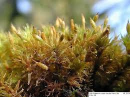 Attēlu rezultāti vaicājumam “Orthotrichum speciosum”