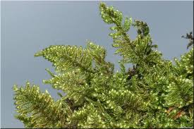 Attēlu rezultāti vaicājumam “Ctenidium molluscum”