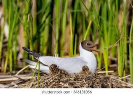 Attēlu rezultāti vaicājumam “Larus ridibundus eggs”