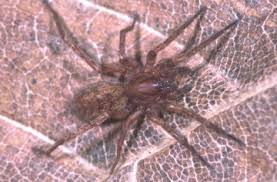 Attēlu rezultāti vaicājumam “Agroeca brunnea”