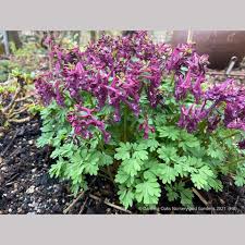 Attēlu rezultāti vaicājumam “Corydalis solida flower”