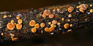 Attēlu rezultāti vaicājumam “Claustria didermoides macro”