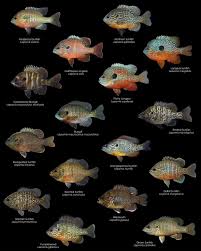Image result for Lepomis cyanellus