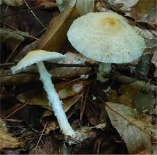 Attēlu rezultāti vaicājumam “Lepiota clypeolaria”