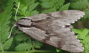 Attēlu rezultāti vaicājumam “Sphinx pinastri”