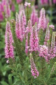 Attēlu rezultāti vaicājumam “Veronica spicata leaf”