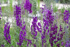 Attēlu rezultāti vaicājumam “Verbascum”