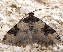 Attēlu rezultāti vaicājumam “Xanthorhoe fluctuata”