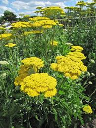 Image result for Achillea filipendulina