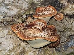 Attēlu rezultāti vaicājumam “Polyporus squamosus”