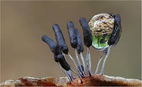 Attēlu rezultāti vaicājumam “Stemonitopsis aequalis var. microspora”