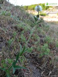 Attēlu rezultāti vaicājumam “Trifolium montanum fruit”