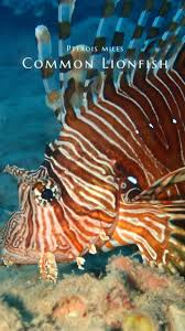 Image result for Pterois miles