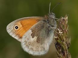 Attēlu rezultāti vaicājumam “Coenonympha pamphilus”