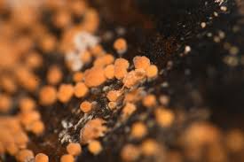 Attēlu rezultāti vaicājumam “Comatricha pulchella macro”