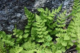 Attēlu rezultāti vaicājumam “Cystopteris fragilis”