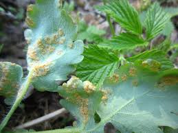 Attēlu rezultāti vaicājumam “Melampsora magnusiana”