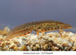 Attēlu rezultāti vaicājumam “Triturus vulgaris female”