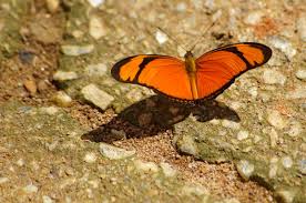 Image result for Papilionoidea