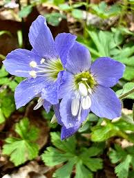 Attēlu rezultāti vaicājumam “Polemoniaceae”