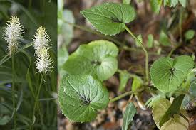 Attēlu rezultāti vaicājumam “Phyteuma spicatum leaf”