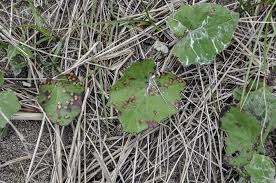 Attēlu rezultāti vaicājumam “Puccinia poarum”