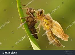 Attēlu rezultāti vaicājumam “Libellula quadrimaculata imago”