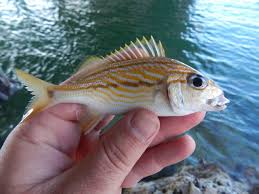 Image result for Haemulon aurolineatum