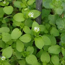 Attēlu rezultāti vaicājumam “Stellaria longifolia flower”