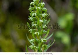 Attēlu rezultāti vaicājumam “Coeloglossum viride flower”