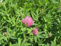 Attēlu rezultāti vaicājumam “Trifolium alpestre leaf”
