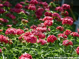 Image result for Dianthus barbatus