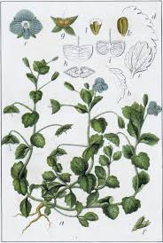 Attēlu rezultāti vaicājumam “Veronica persica fruit”