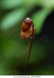 Attēlu rezultāti vaicājumam “Pogonatum urnigerum macro”