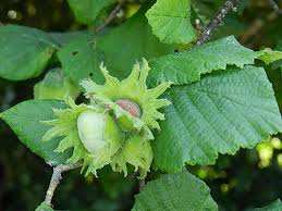 Attēlu rezultāti vaicājumam “Corylus avellana fruit”