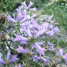 Image result for Campanula lingulata