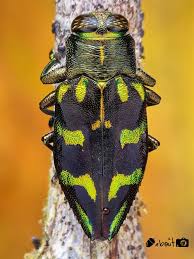 Attēlu rezultāti vaicājumam “Buprestidae”
