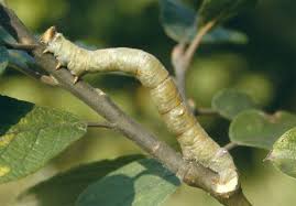 Attēlu rezultāti vaicājumam “Biston betularia”