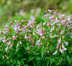 Attēlu rezultāti vaicājumam “Lathyrus vernus leaf”