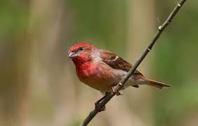 Attēlu rezultāti vaicājumam “Carpodacus erythrinus”