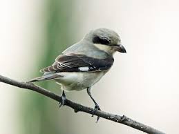 Image result for Lanius minor