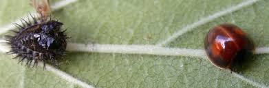 Attēlu rezultāti vaicājumam “Chilocorus renipustulatus”