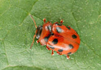 Attēlu rezultāti vaicājumam “Gonioctena”