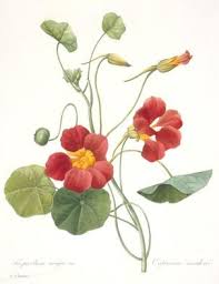 Attēlu rezultāti vaicājumam “Tropaeolum majus”