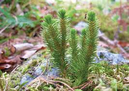 Attēlu rezultāti vaicājumam “Leiocolea rutheana”