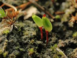 Attēlu rezultāti vaicājumam “Buxbaumia aphylla”