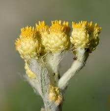 Attēlu rezultāti vaicājumam “Helichrysum arenarium”